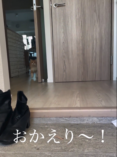 玄関のドアを開けた瞬間リビングから顔を出すマンチカン