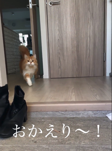 軽快な足取りで向かって来るマンチカン