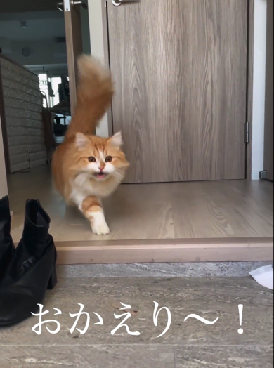 「おかえり」と言いながらお出迎えするマンチカン