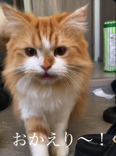 飼い主さんに労いの言葉をかけるマンチカン