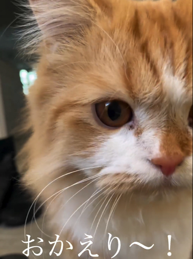 飼い主さんが好きすぎ0距離になるマンチカン