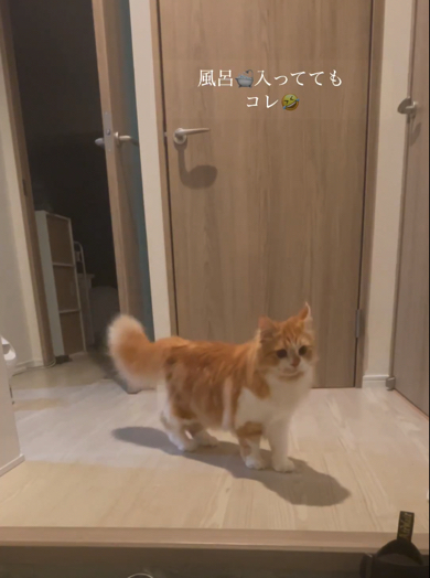 お風呂中の飼い主さんを探すマンチカン