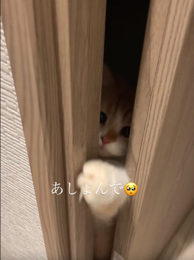 かまってちゃんのマンチカン