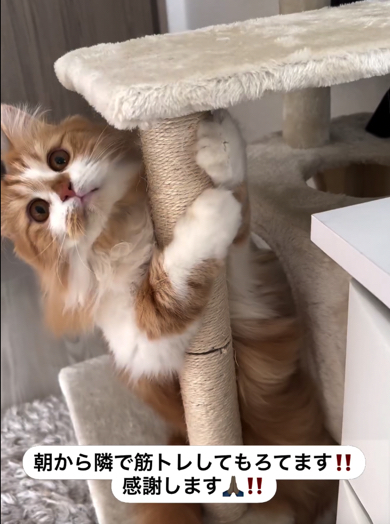 筋トレ中のマンチカン