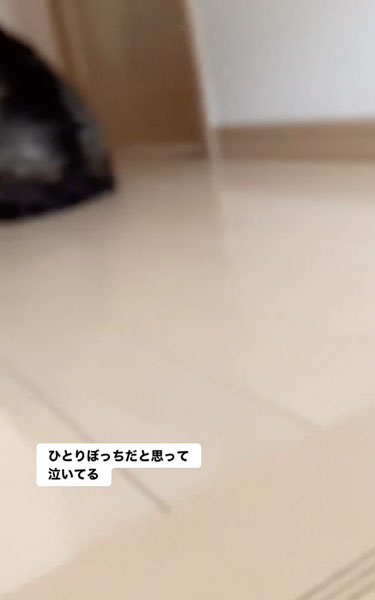 悲しそうに鳴くワンコ