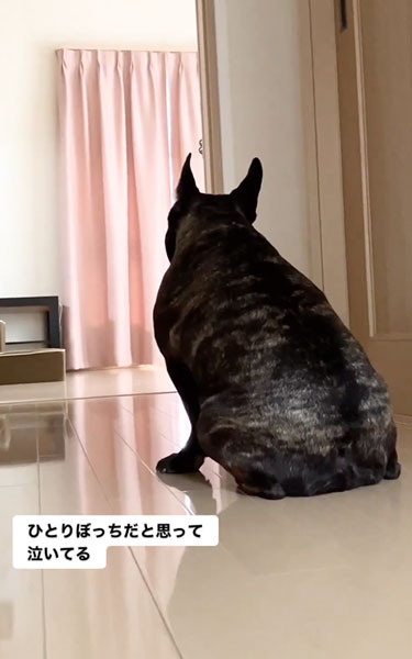 悲しそうに鳴くワンコ