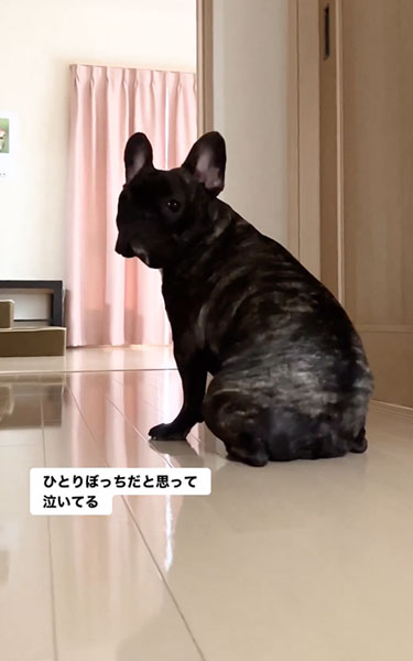 悲しそうに鳴くワンコ