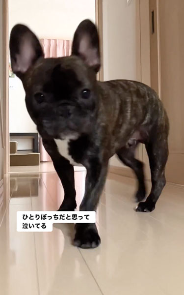 悲しそうに鳴くワンコ