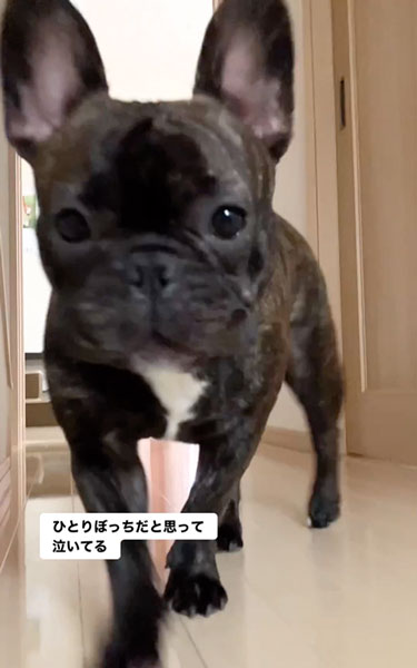 悲しそうに鳴くワンコ