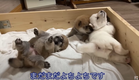 まだよちよちです