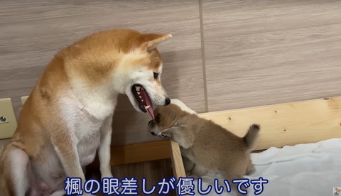 楓の眼差しが優しいです