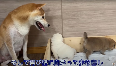 そして再び壁に向かって