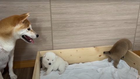 壁にのっかる子犬