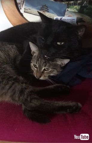 クラッキングするニャンコ