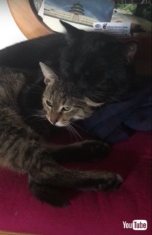 クラッキングするニャンコ