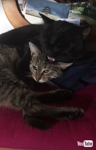 クラッキングするニャンコ