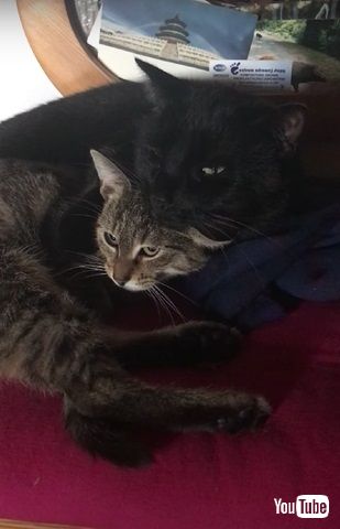 クラッキングするニャンコ