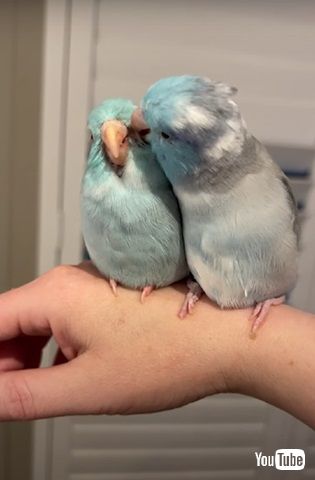 毛づくろいするインコたち