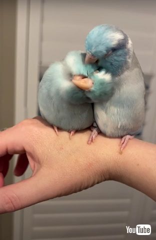 うっとりするインコたち