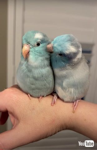 かわいいインコたち