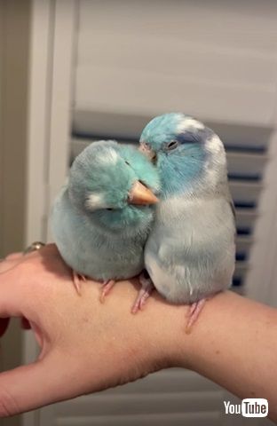毛づくろいするインコたち