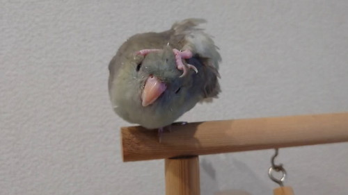 頭をかくインコ
