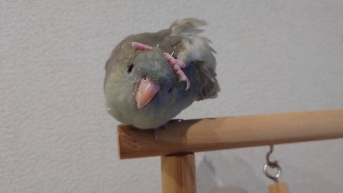 足を開くインコ