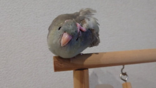 頭を揉むインコ