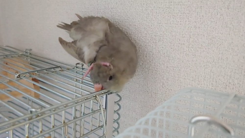 頭を揉むインコ