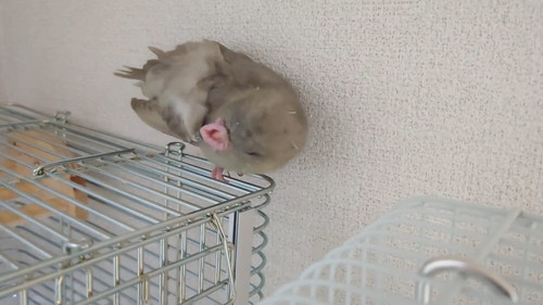 くちばしをさわるインコ