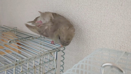 体が柔らかいインコ