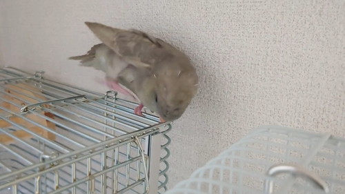 体勢を変えるインコ