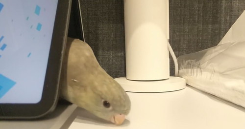 テントの中のインコ