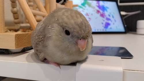 丸いインコ