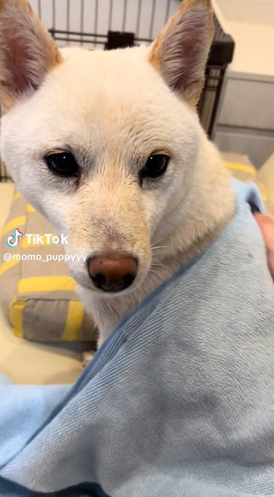 振り返ったワンコ