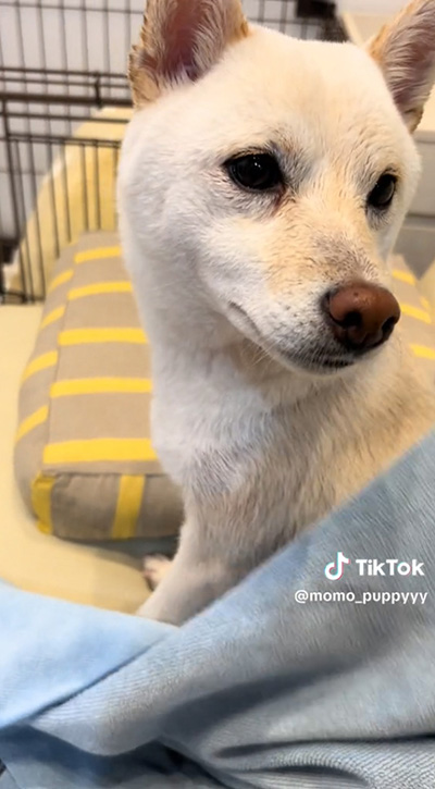 見つめるワンコ