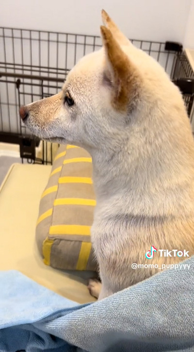 左を向くワンコ