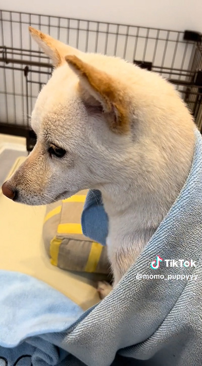 うつむくワンコ