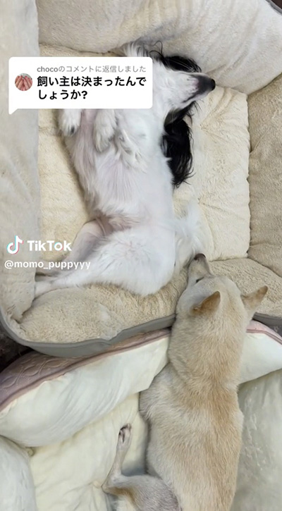 パピーちゃんと一緒動画冒頭