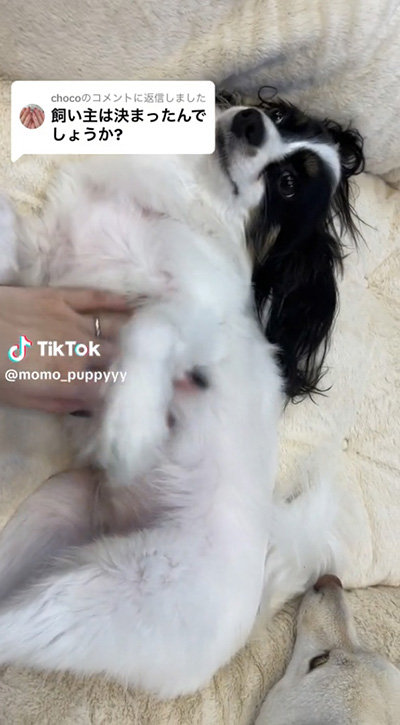 パピーちゃんのおなかなでなで