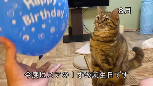猫のお誕生日