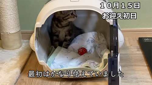 お迎え初日の猫