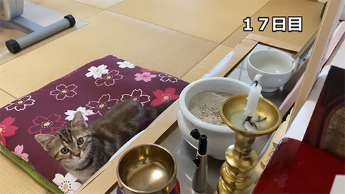 17日目の猫