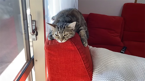 ソファの上の猫