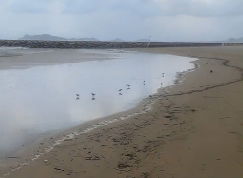 右に移動していく鳥たち