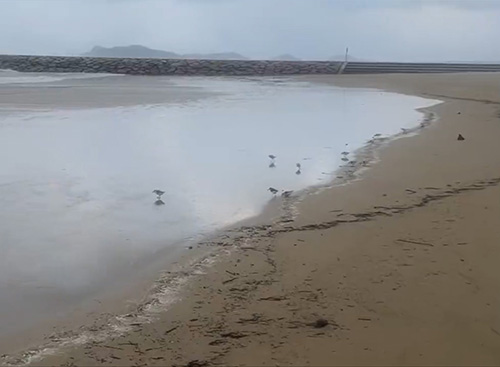 中央縦に2羽並ぶ鳥たち