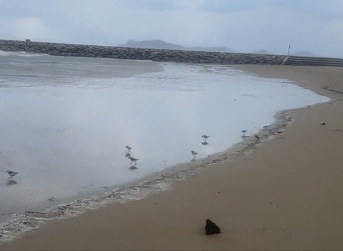 3羽縦に並ぶ鳥たち