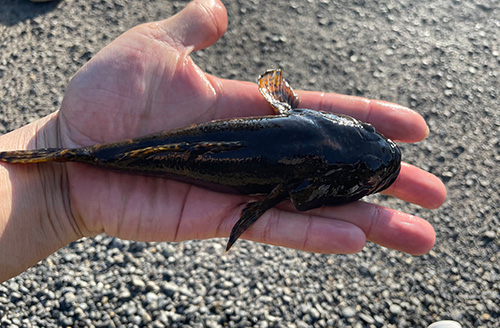 でっかいドンコ