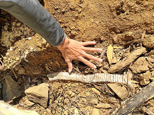 ヤマカガシ脱皮