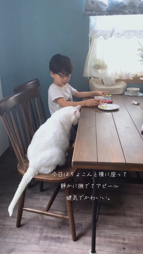 息子くんになでて欲しいブランくん